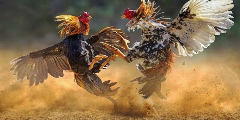 Đá gà iwin Cơ Chế Trận Đấu Minh Bạch, Công Bằng